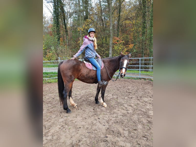 Irish Sport Horse Stute 14 Jahre 160 cm  in Ebsdorfergrund