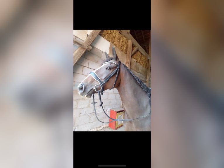 Irish Sport Horse Stute 14 Jahre 160 cm  in Ebsdorfergrund