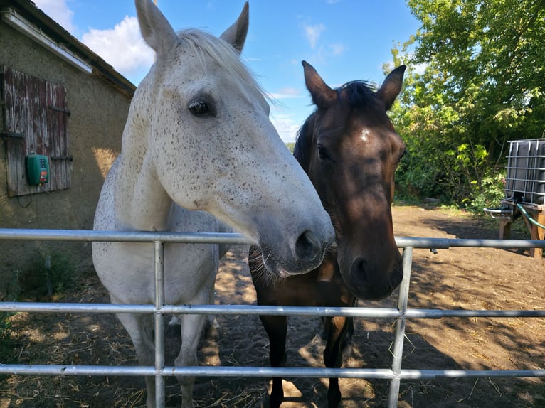 Irish Sport Horse Stute 14 Jahre 162 cm Blauschimmel in Oebisfelde-Lockstedt Irish Sport Horse Stute 14 Jahre 162 cm Blauschimmel in Oebisfelde-Lockstedt