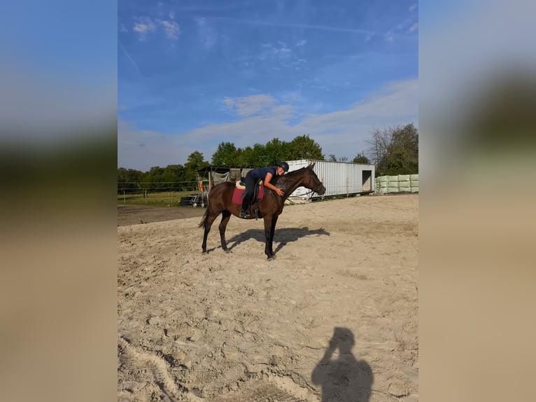 Irish Sport Horse Stute 14 Jahre 164 cm Brauner in Rietberg