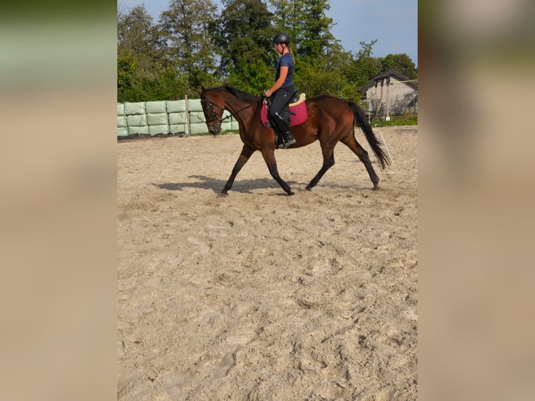 Irish Sport Horse Stute 14 Jahre 164 cm Brauner in Rietberg