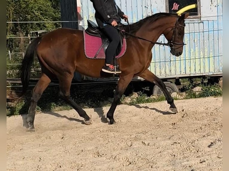 Irish Sport Horse Stute 14 Jahre 164 cm Brauner in Rietberg