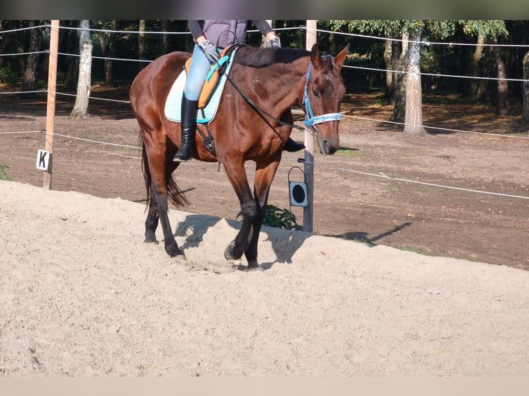 Irish Sport Horse Stute 14 Jahre 164 cm Brauner in Rietberg