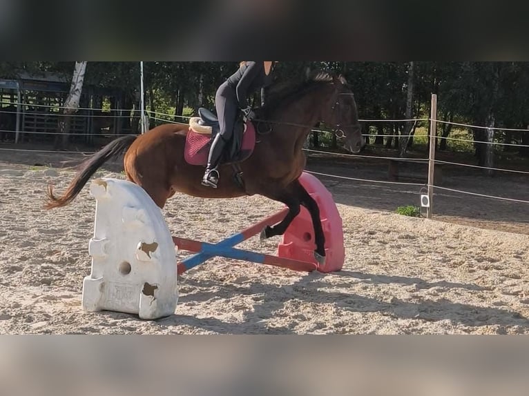 Irish Sport Horse Stute 14 Jahre 164 cm Brauner in Rietberg