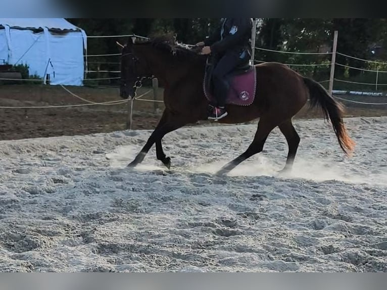 Irish Sport Horse Stute 14 Jahre 164 cm Brauner in Rietberg