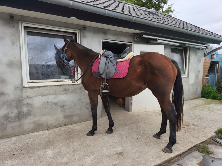 Irish Sport Horse Stute 14 Jahre 164 cm Brauner in Rietberg