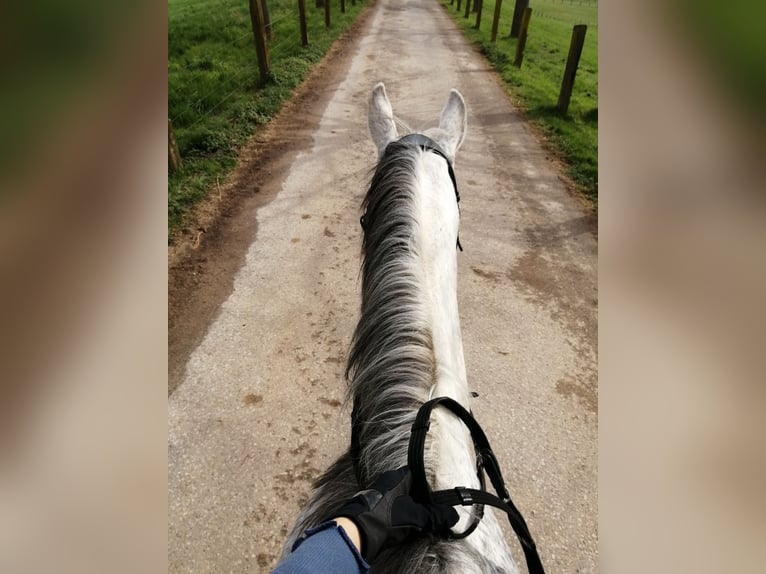 Irish Sport Horse Stute 14 Jahre 164 cm Fliegenschimmel in Duisburg