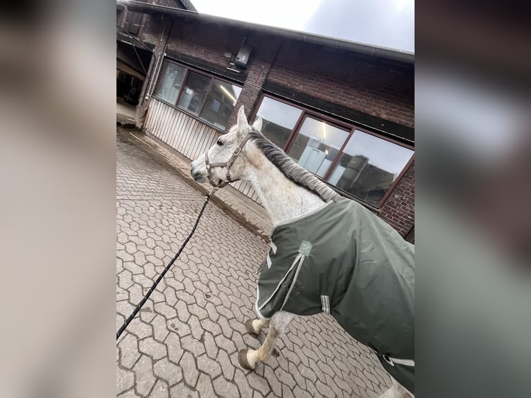 Irish Sport Horse Stute 14 Jahre 164 cm Fliegenschimmel in Duisburg