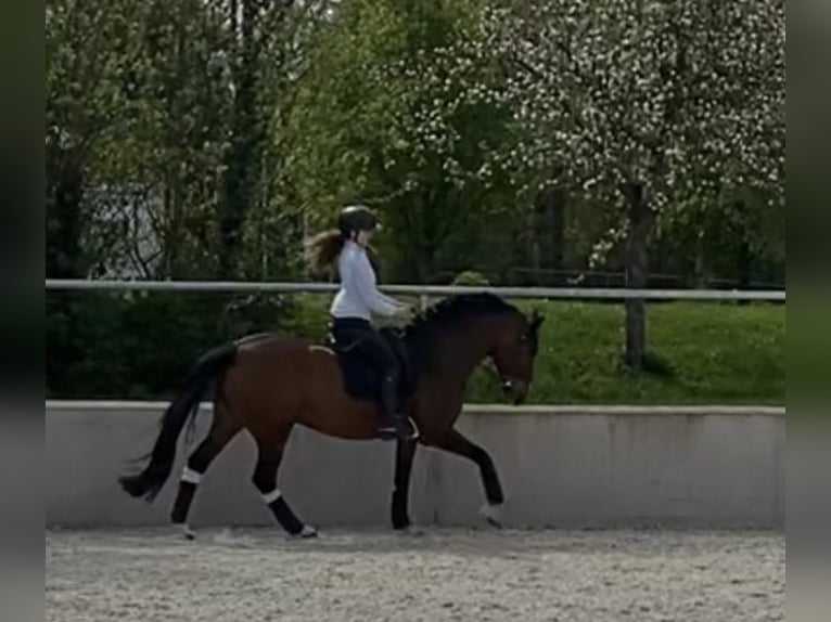 Irish Sport Horse Stute 14 Jahre 165 cm Brauner in N&#xFC;rnberg