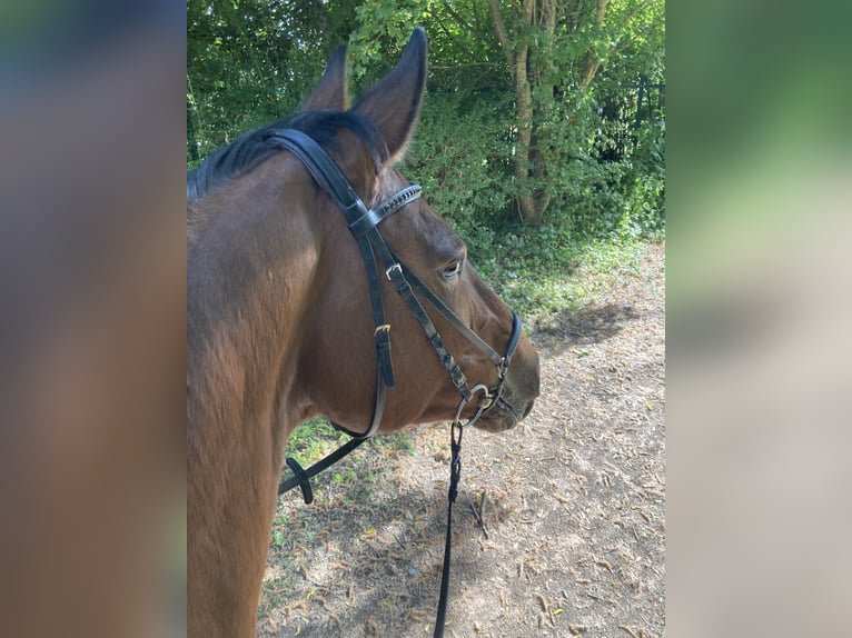 Irish Sport Horse Stute 14 Jahre 165 cm Brauner in N&#xFC;rnberg