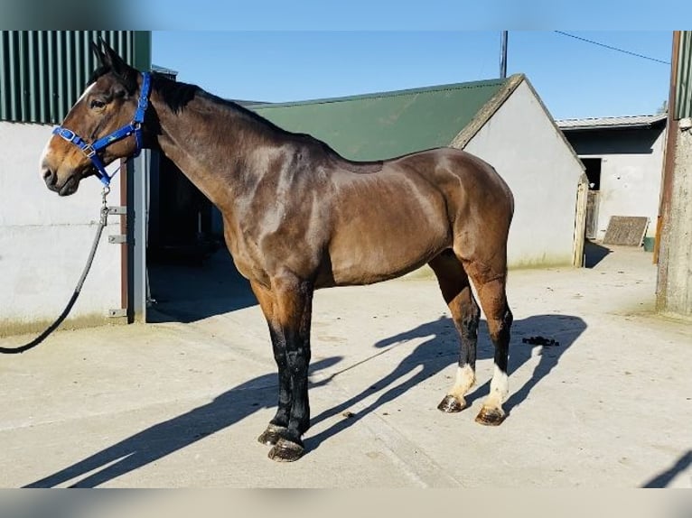 Irish Sport Horse Stute 14 Jahre 175 cm Rotbrauner in Sligo
