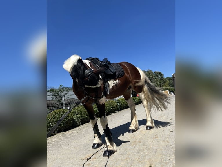 Irish Sport Horse Stute 15 Jahre 147 cm Schecke in Krefeld