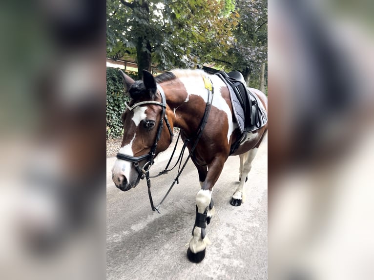 Irish Sport Horse Stute 15 Jahre 147 cm Schecke in Krefeld