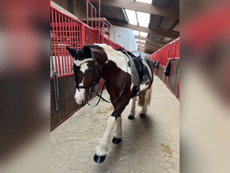 Irish Sport Horse Stute 15 Jahre 147 cm Schecke in Krefeld