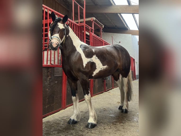 Irish Sport Horse Stute 15 Jahre 147 cm Schecke in Krefeld