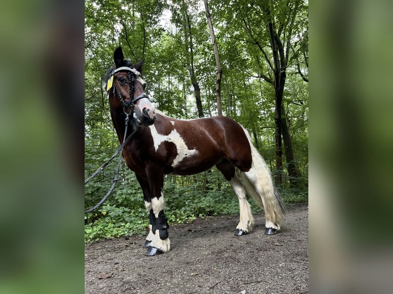 Irish Sport Horse Stute 15 Jahre 147 cm Schecke in Krefeld