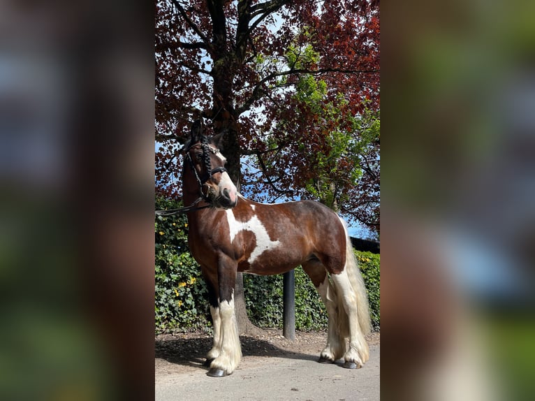 Irish Sport Horse Stute 15 Jahre 147 cm Schecke in Krefeld