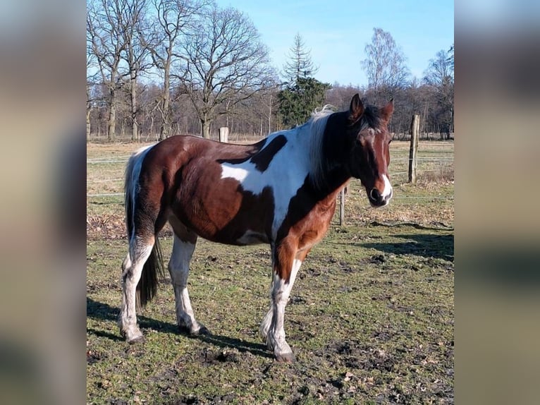 Irish Sport Horse Mix Stute 15 Jahre 153 cm Schecke in Sibbesse