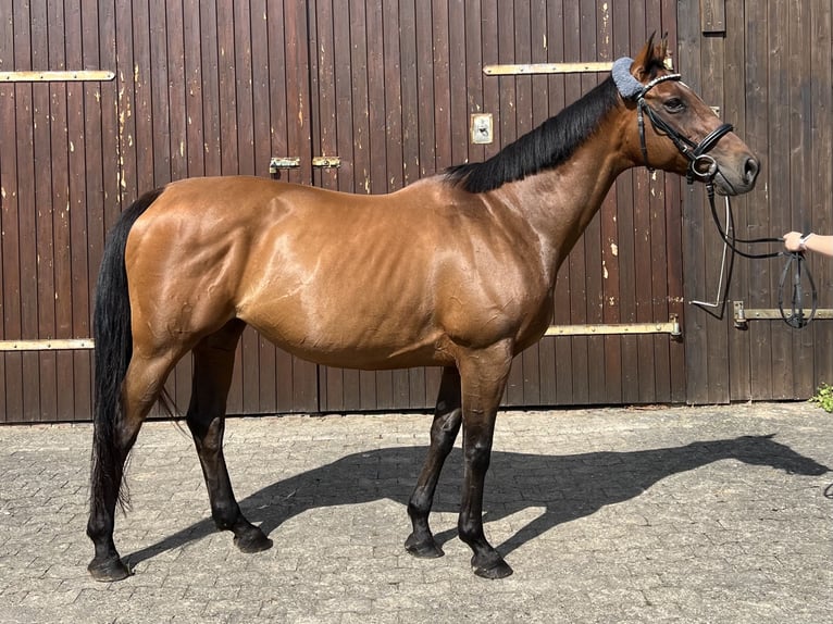 Irish Sport Horse Stute 15 Jahre 162 cm Brauner in Bad Gandersheim