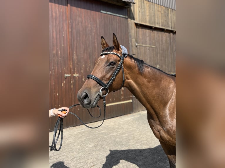 Irish Sport Horse Stute 15 Jahre 162 cm Brauner in Bad Gandersheim