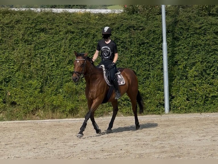 Irish Sport Horse Stute 15 Jahre 162 cm Brauner in Bad Gandersheim