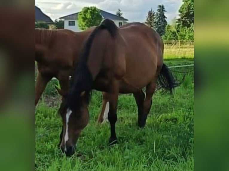 Irish Sport Horse Stute 15 Jahre 162 cm Brauner in Mühlhausen