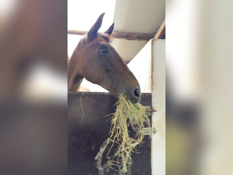Irish Sport Horse Stute 15 Jahre 165 cm Dunkelbrauner in Herdersem