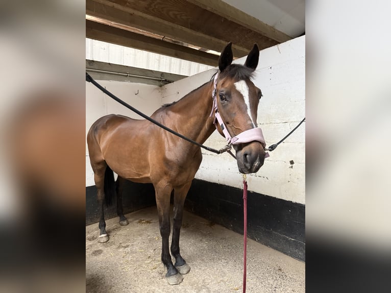 Irish Sport Horse Stute 15 Jahre 165 cm Dunkelbrauner in Herdersem