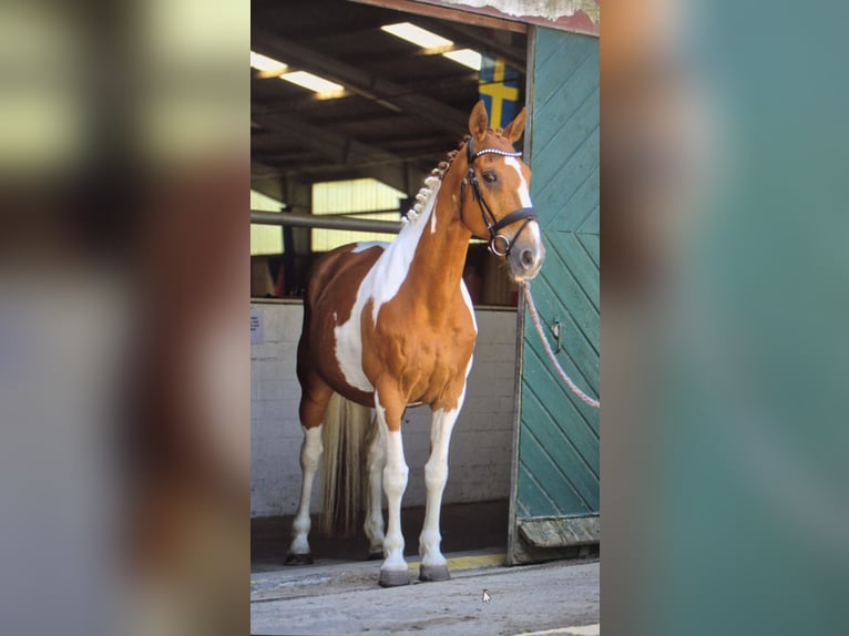 Irish Sport Horse Stute 15 Jahre 165 cm Schecke in Peine Irish Sport Horse Stute 15 Jahre 165 cm Schecke in Peine