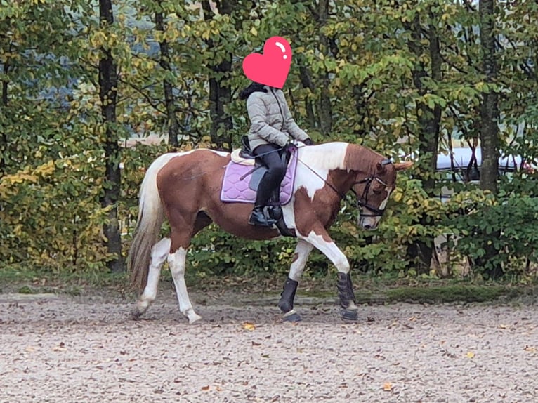 Irish Sport Horse Stute 15 Jahre 165 cm Schecke in Peine Irish Sport Horse Stute 15 Jahre 165 cm Schecke in Peine