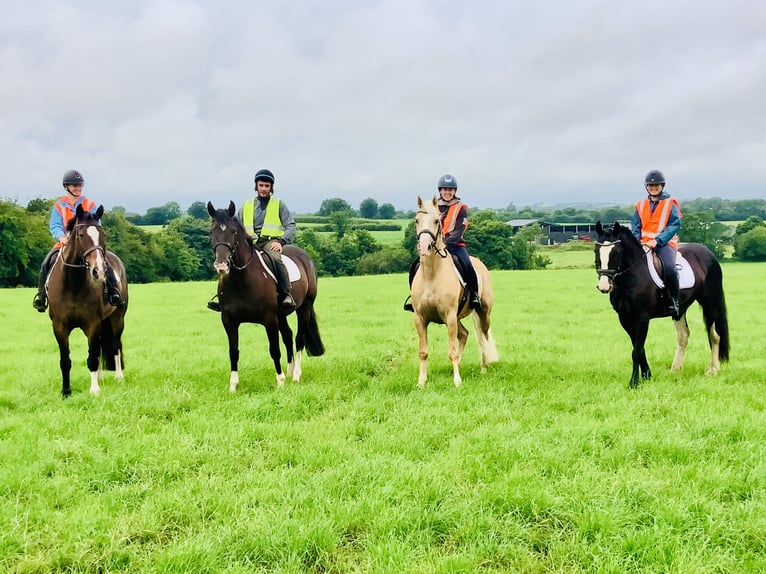 Irish Sport Horse Stute 15 Jahre 168 cm Brauner in Mountrath