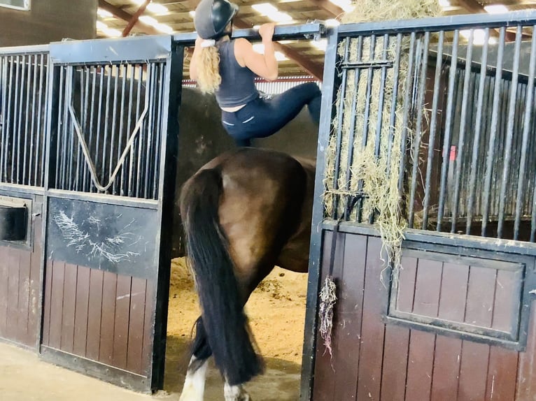 Irish Sport Horse Stute 15 Jahre 168 cm Brauner in Mountrath