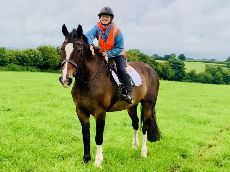 Irish Sport Horse Stute 15 Jahre 168 cm Brauner in Mountrath