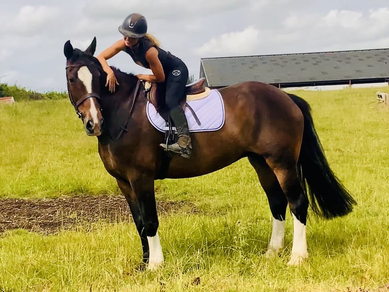 Irish Sport Horse Stute 15 Jahre 168 cm Brauner in Mountrath