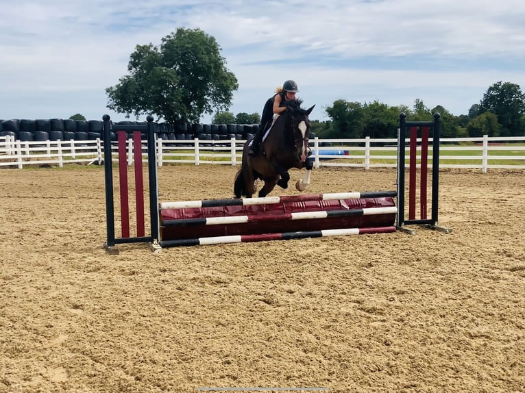 Irish Sport Horse Stute 15 Jahre 168 cm Brauner in Mountrath