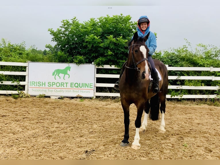 Irish Sport Horse Stute 15 Jahre 168 cm Brauner in Mountrath