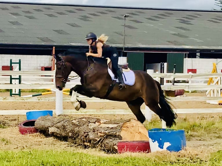 Irish Sport Horse Stute 15 Jahre 168 cm Brauner in Mountrath