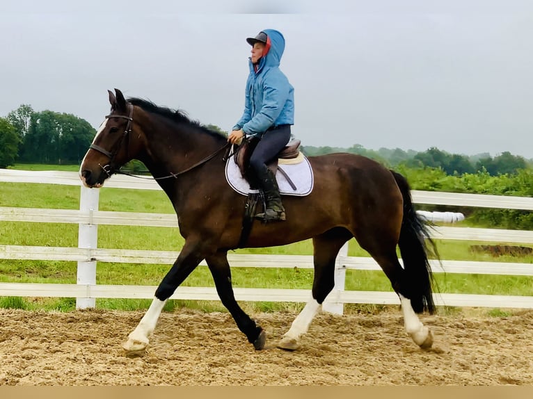 Irish Sport Horse Stute 15 Jahre 168 cm Brauner in Mountrath