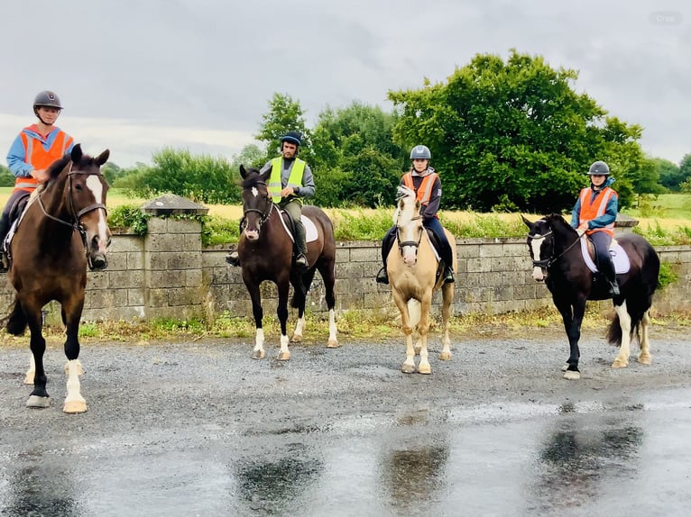 Irish Sport Horse Stute 15 Jahre 168 cm Brauner in Mountrath