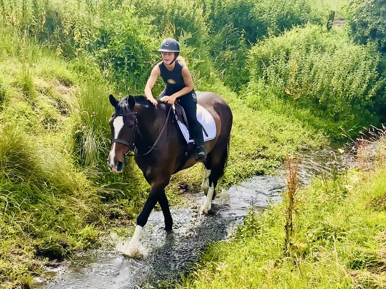 Irish Sport Horse Stute 15 Jahre 168 cm Brauner in Mountrath