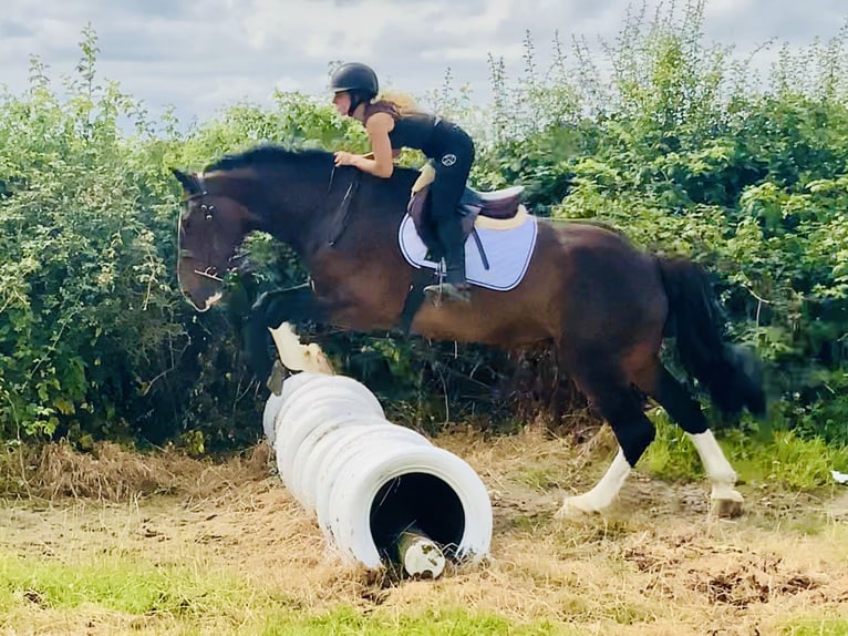 Irish Sport Horse Stute 15 Jahre 168 cm Brauner in Mountrath