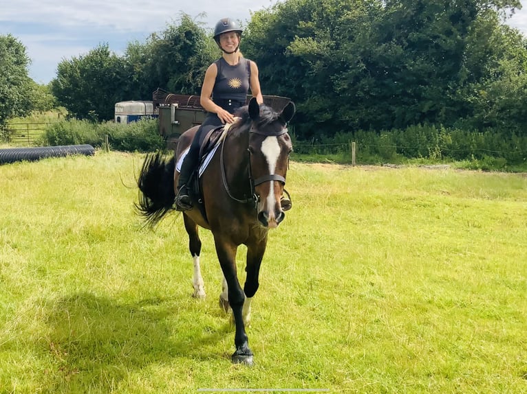 Irish Sport Horse Stute 15 Jahre 168 cm Brauner in Mountrath