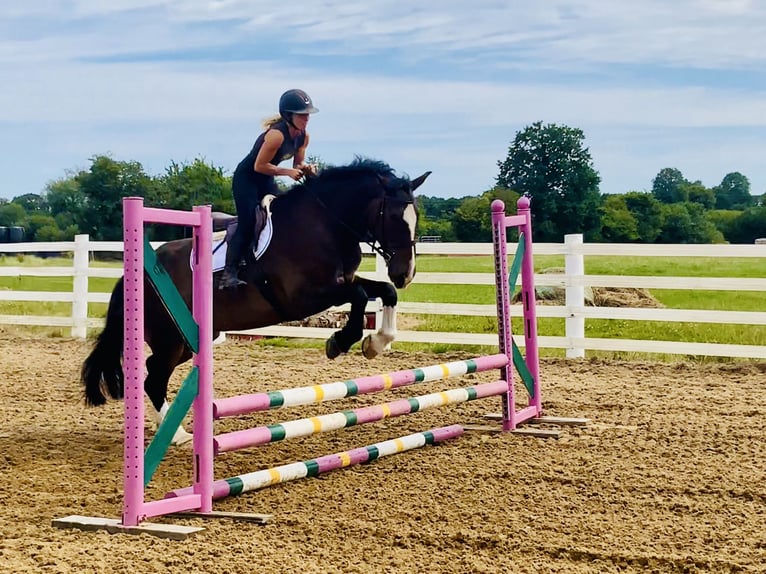 Irish Sport Horse Stute 15 Jahre 168 cm Brauner in Mountrath