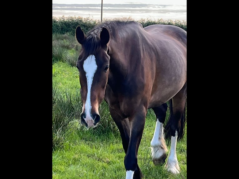 Irish Sport Horse Stute 15 Jahre 168 cm Brauner in Mountrath