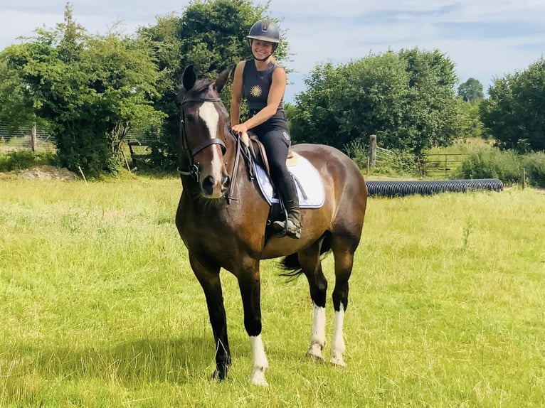 Irish Sport Horse Stute 15 Jahre 168 cm Brauner in Mountrath