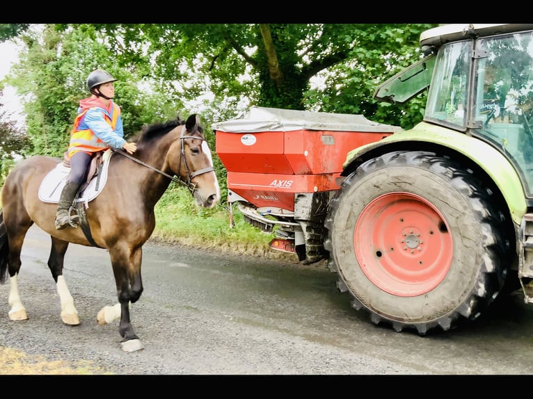 Irish Sport Horse Stute 15 Jahre 168 cm Brauner in Mountrath