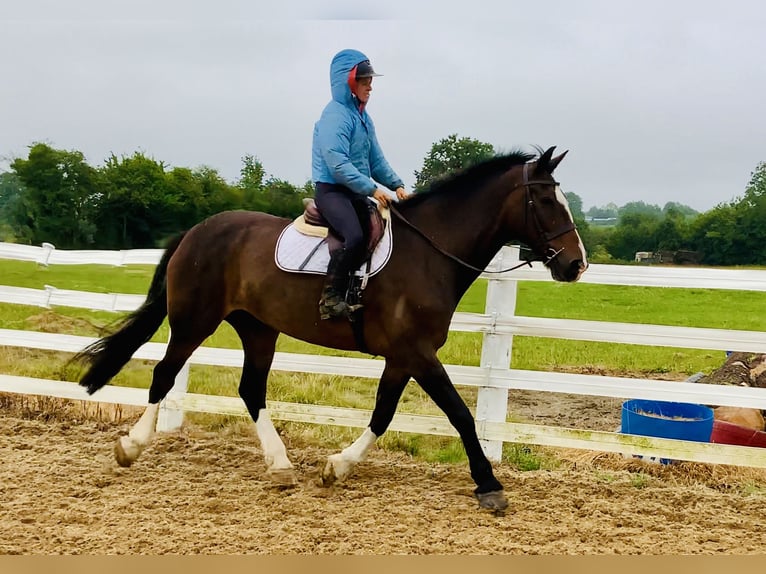 Irish Sport Horse Stute 15 Jahre 168 cm Brauner in Mountrath