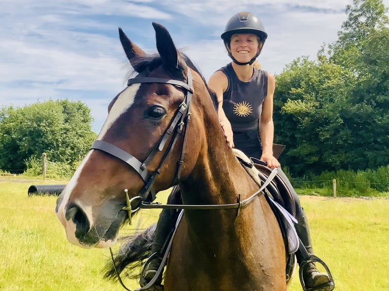 Irish Sport Horse Stute 15 Jahre 168 cm Brauner in Mountrath