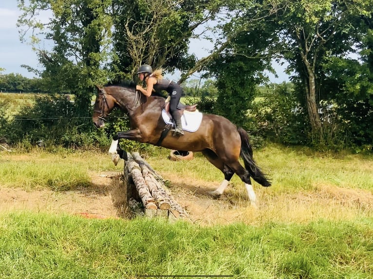 Irish Sport Horse Stute 15 Jahre 168 cm Brauner in Mountrath