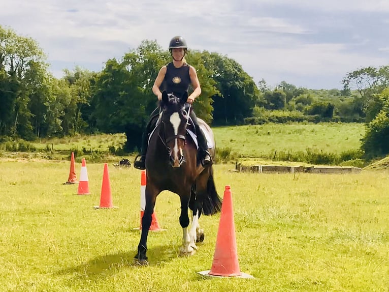 Irish Sport Horse Stute 15 Jahre 168 cm Brauner in Mountrath
